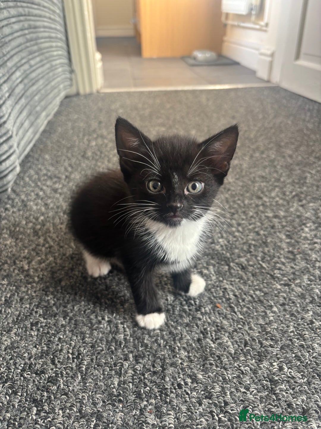 Mixed Breed cats for sale: 2 adorable female kittens! - Image 1