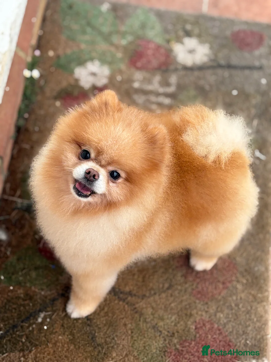 Pomeranian dogs for sale: Show quality potential puppies  - Advert 3