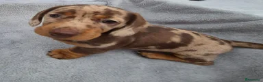 Miniature Dachshund 2