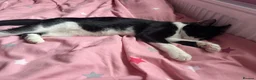 Mixed Breed cats for sale: Cute black and white male tuxedo cat, 6 months old in Luton - Advert 6