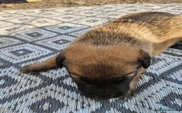 Mixed Breed dogs for sale: Belgian malinois/ border collie  - Image 22