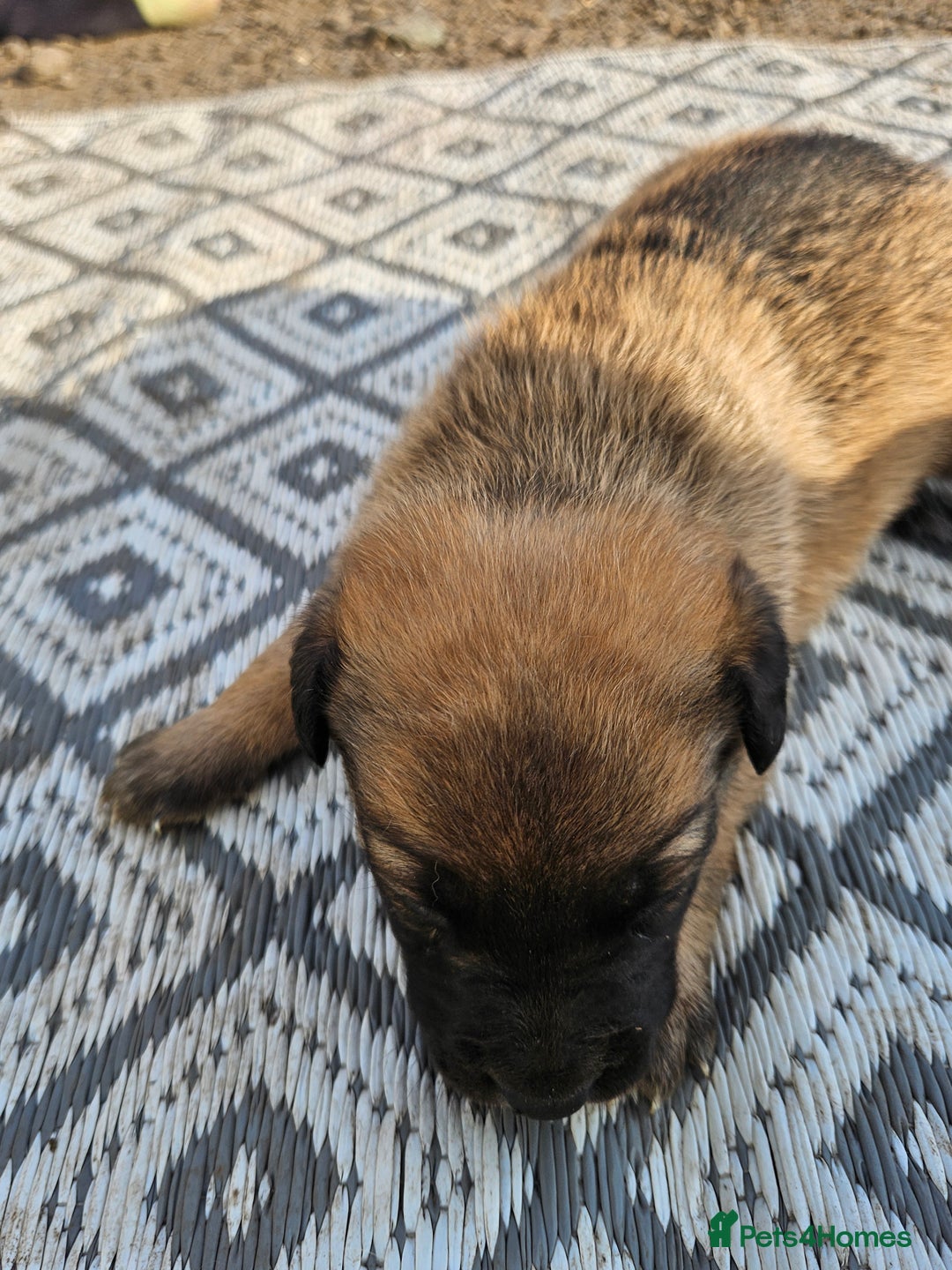 Mixed Breed dogs for sale: Belgian malinois/ border collie  - Image 22
