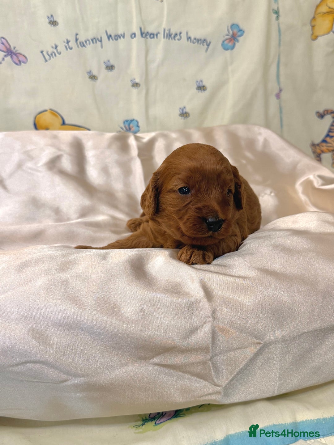 Cavapoo dogs for sale: 6 Cute Cavapoo puppies 6 - ready for homes in feb  - Advert 25