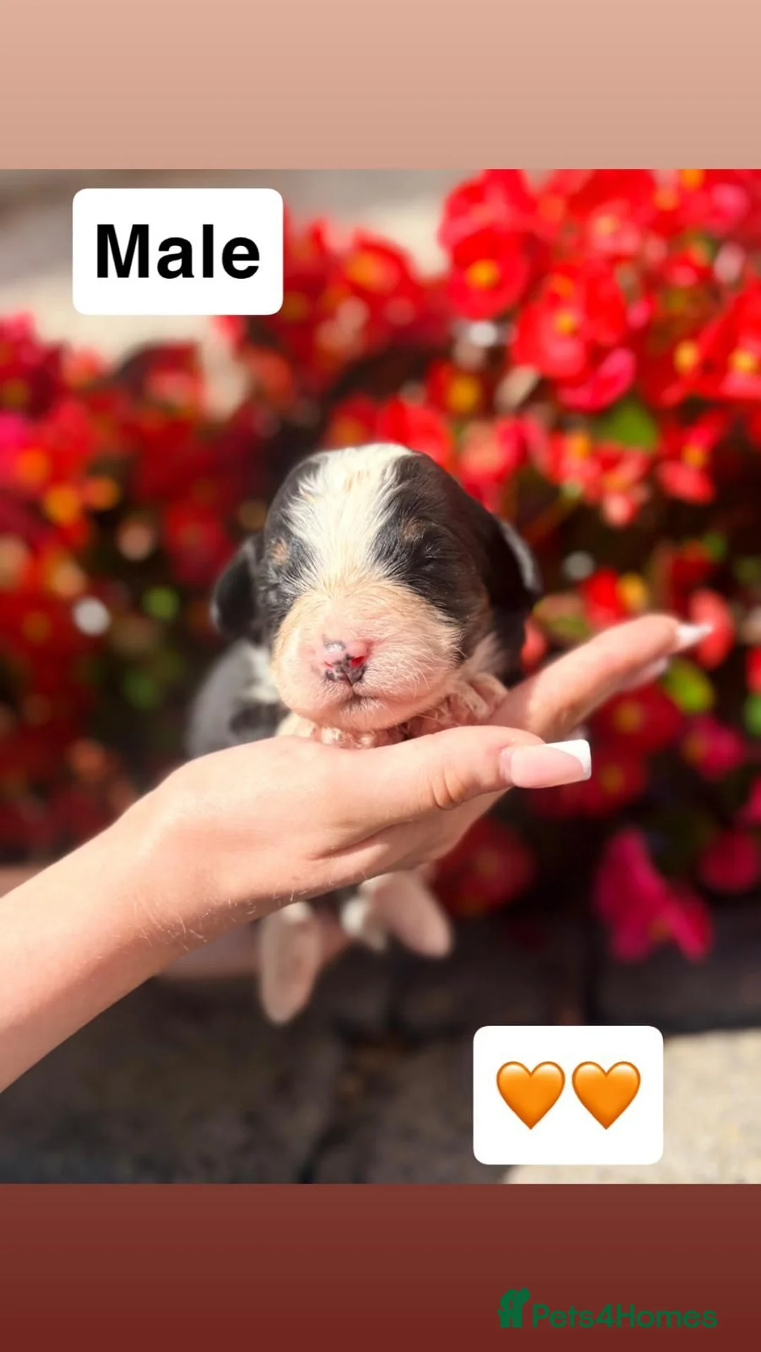 Bernedoodle dogs for sale: F1 tri colour bernedoodles  - Advert 8