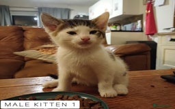 Domestic Shorthair cats for sale: 1 YO Male Free & 2x Male Kittens Available. - Image 8