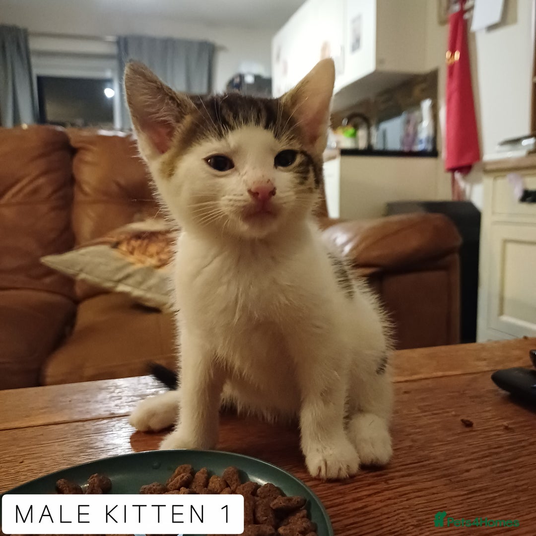 Domestic Shorthair cats for sale: 1 YO Male Free & 2x Male Kittens Available. - Image 8