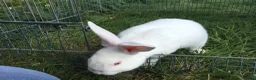 New Zealand rabbits for sale: Last New Zealand Rabbit - Advert 7