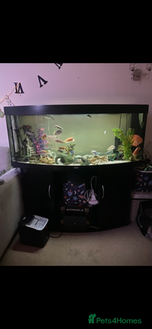 Cichlids fish - Advert 12