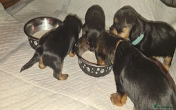Yorkshire Terrier dogs for sale: Tiny beautiful Yorkshire Terrier - Image 11