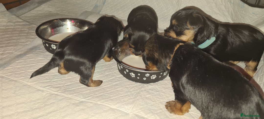 Yorkshire Terrier dogs for sale: Tiny beautiful Yorkshire Terrier - Image 11