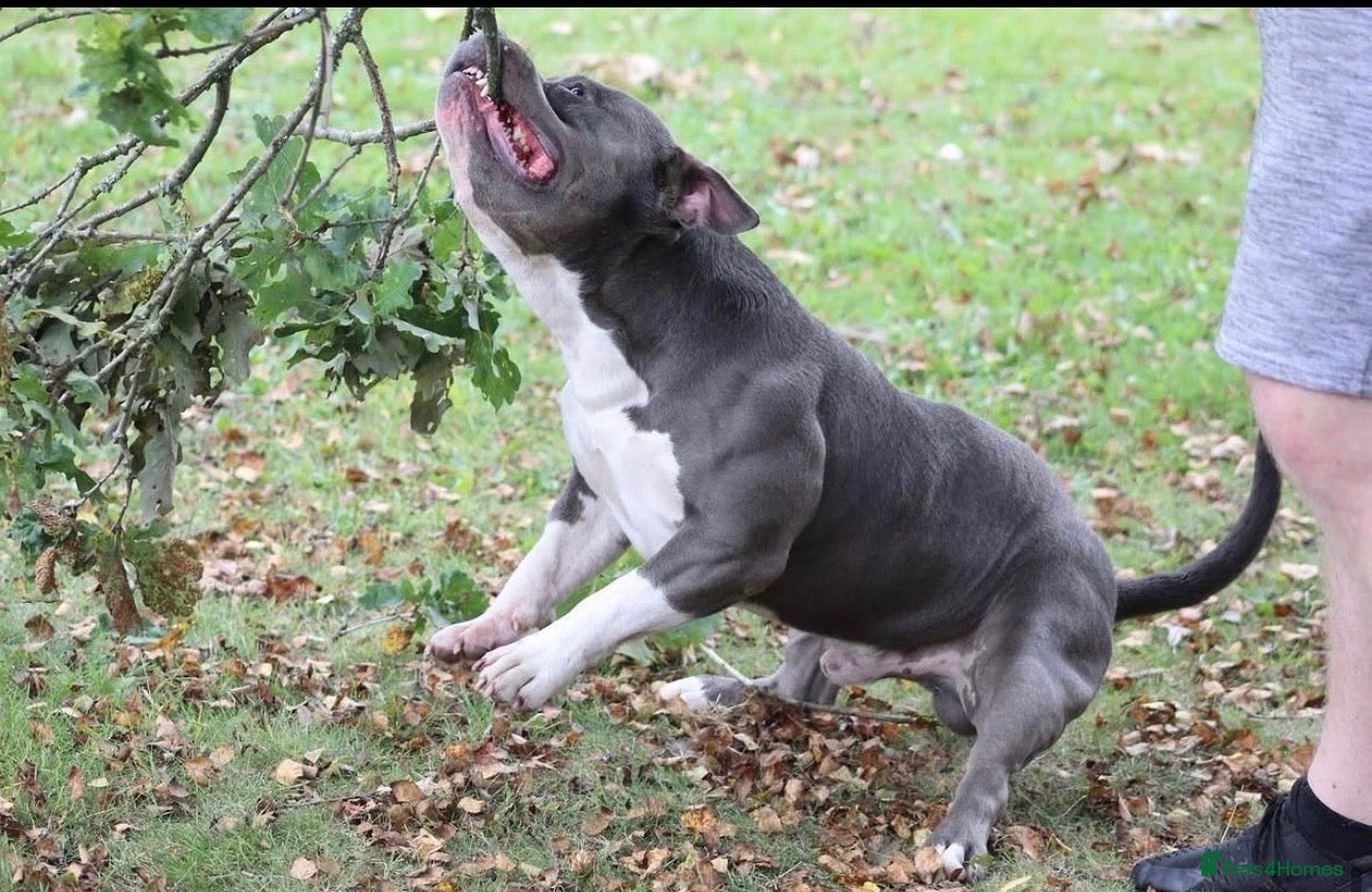American Bully dogs 🦍🔥POCKET BULLY STUD AVAILABLE 🔥🦍 - Advert 16