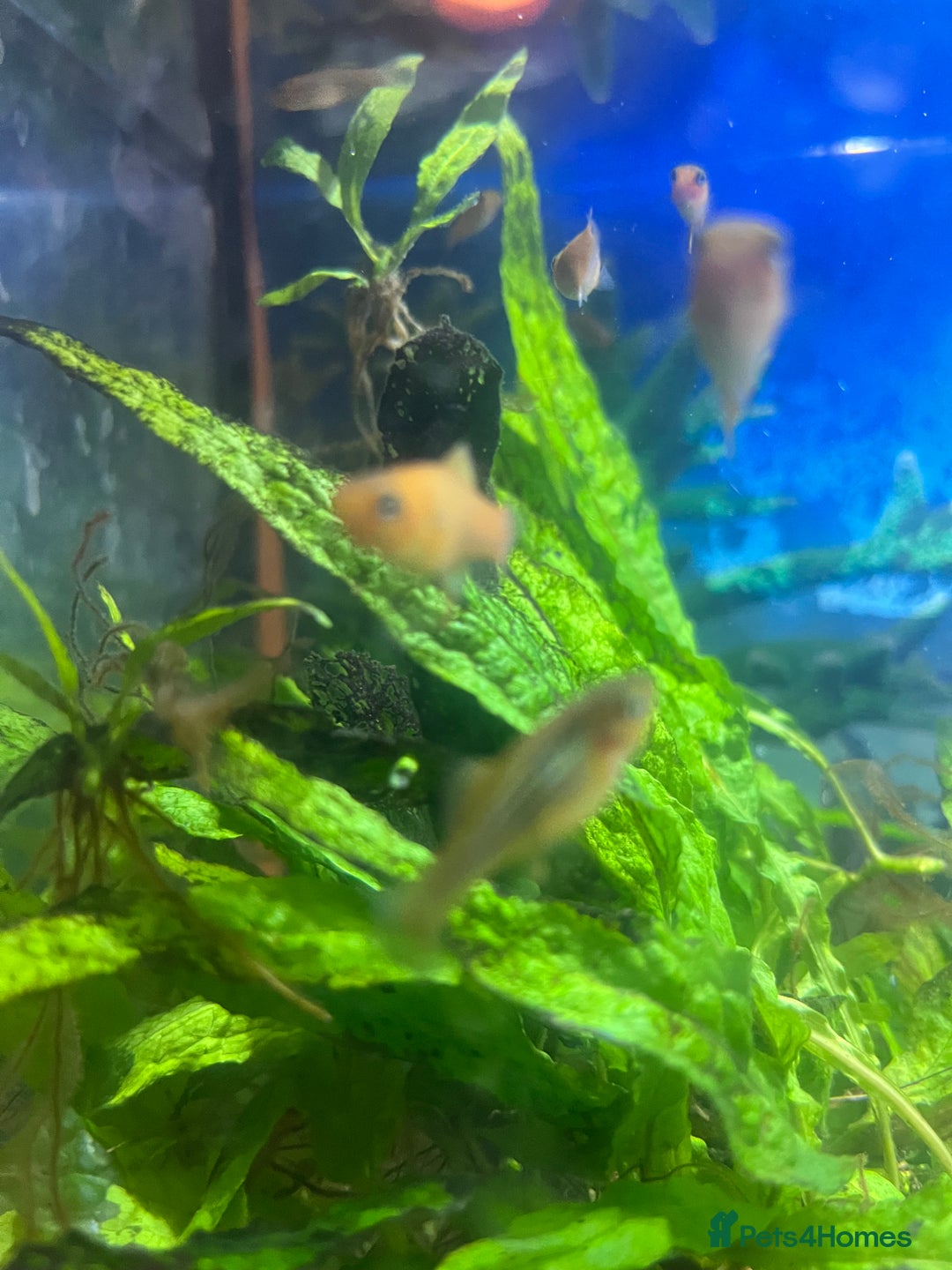 Platies fish for sale: Patties for sale - Advert 3