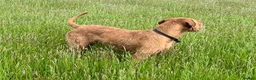 Hungarian Vizsla dogs for sale: Wire haired Hungarian Viszla  - Advert 2