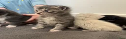 Maine Coon cats for sale: Gorgeous bundle of joy - Advert 2