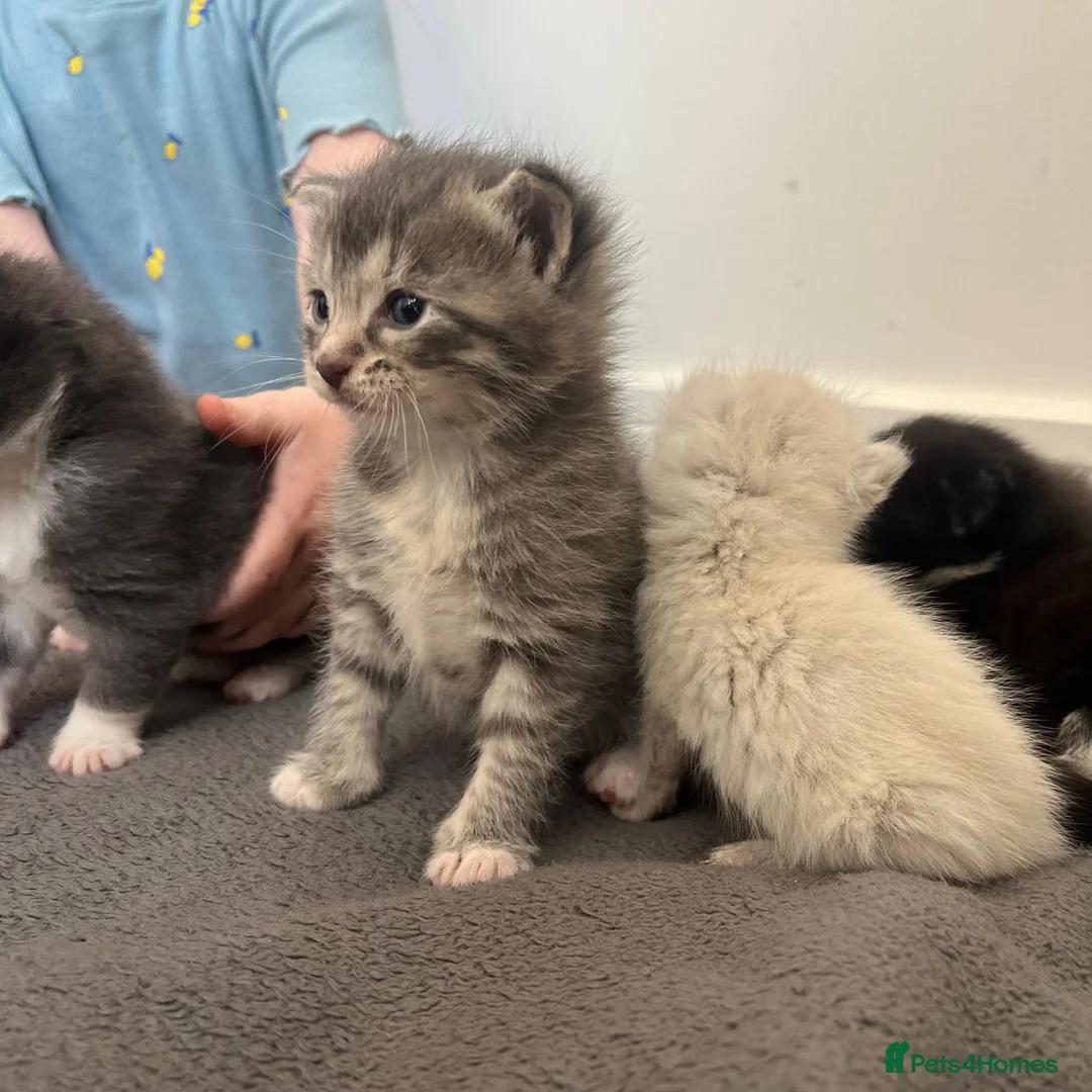 Maine Coon cats for sale: Gorgeous bundle of joy - Advert 2
