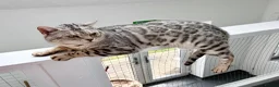 Bengal cats for stud: Elite Silver Rosetted Bengal Stud Male  - Advert 1
