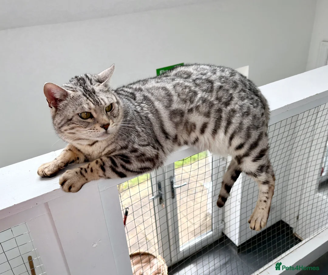 Bengal cats for stud: Elite Silver Rosetted Bengal Stud Male  - Advert 1