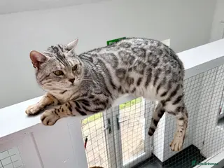 Bengal cats Sittingpretty Snazzy McJazzy - Advert 5