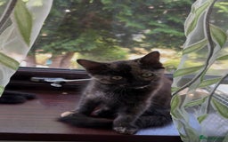 Mixed Breed cats for sale: 3 adorable mixed kittens – 2 females, 1 male - Image 17