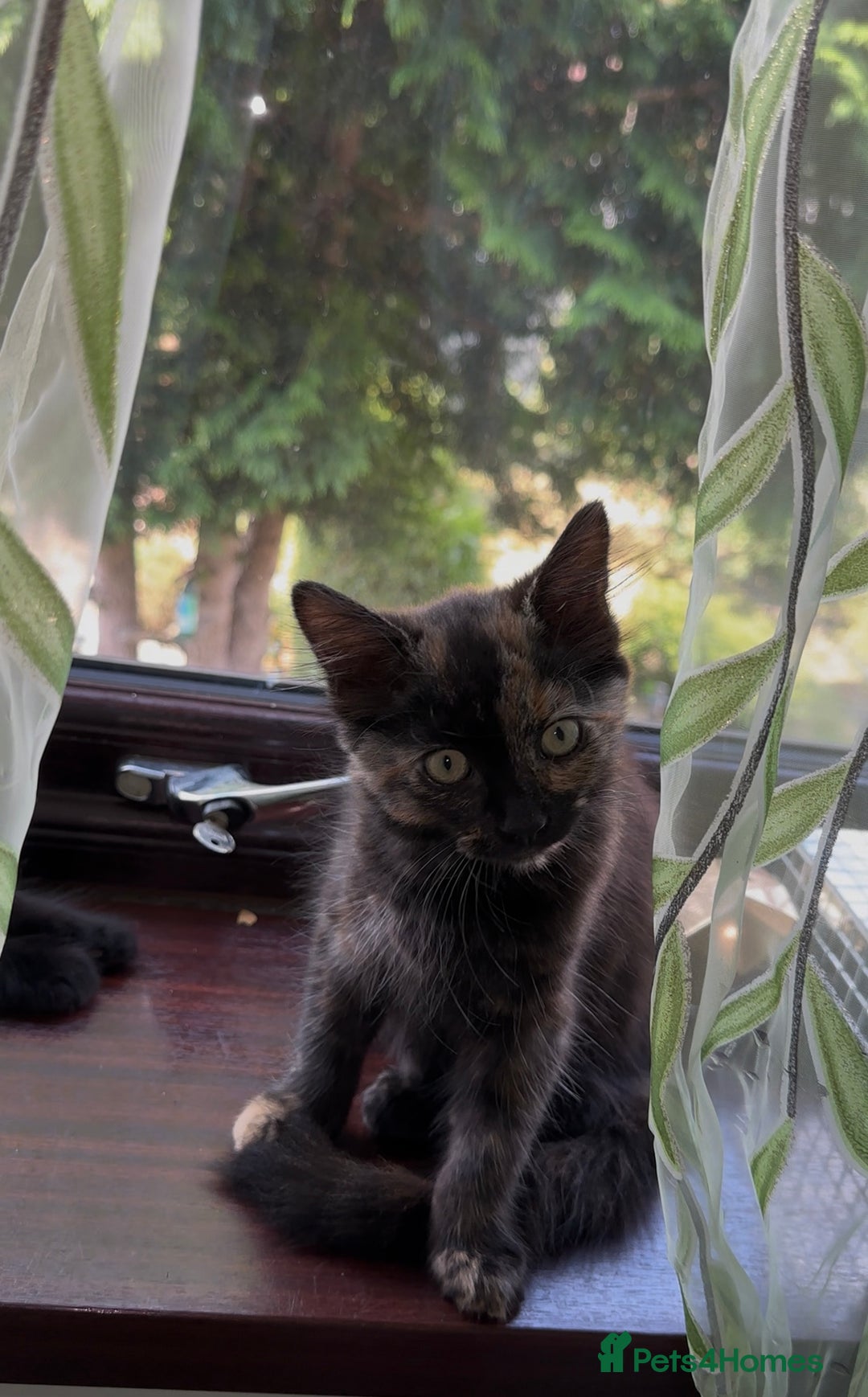 Mixed Breed cats for sale: 3 adorable mixed kittens – 2 females, 1 male - Image 17