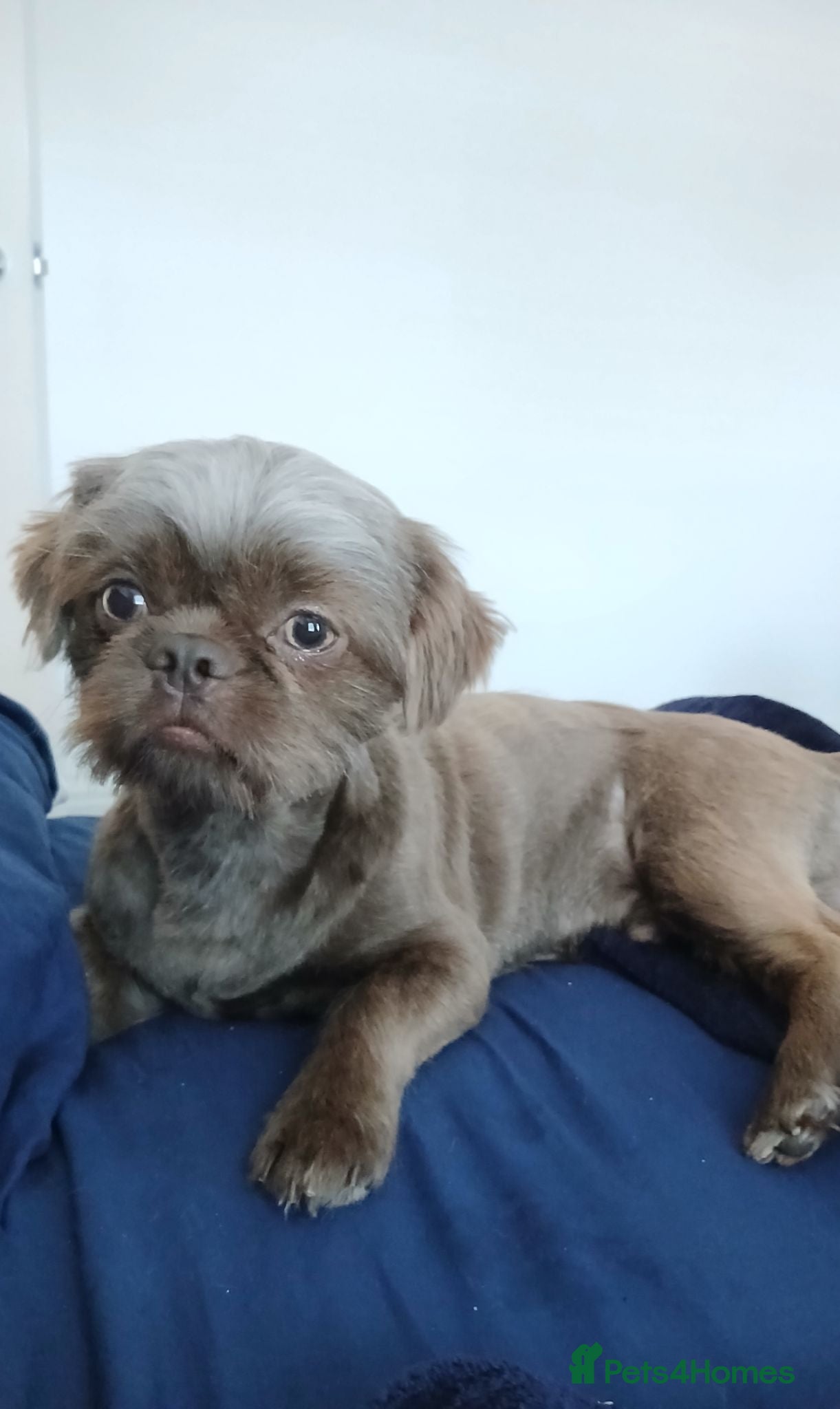 Shih Tzu dogs **proven** KC REG LILAC imperial stud.  - Advert 1