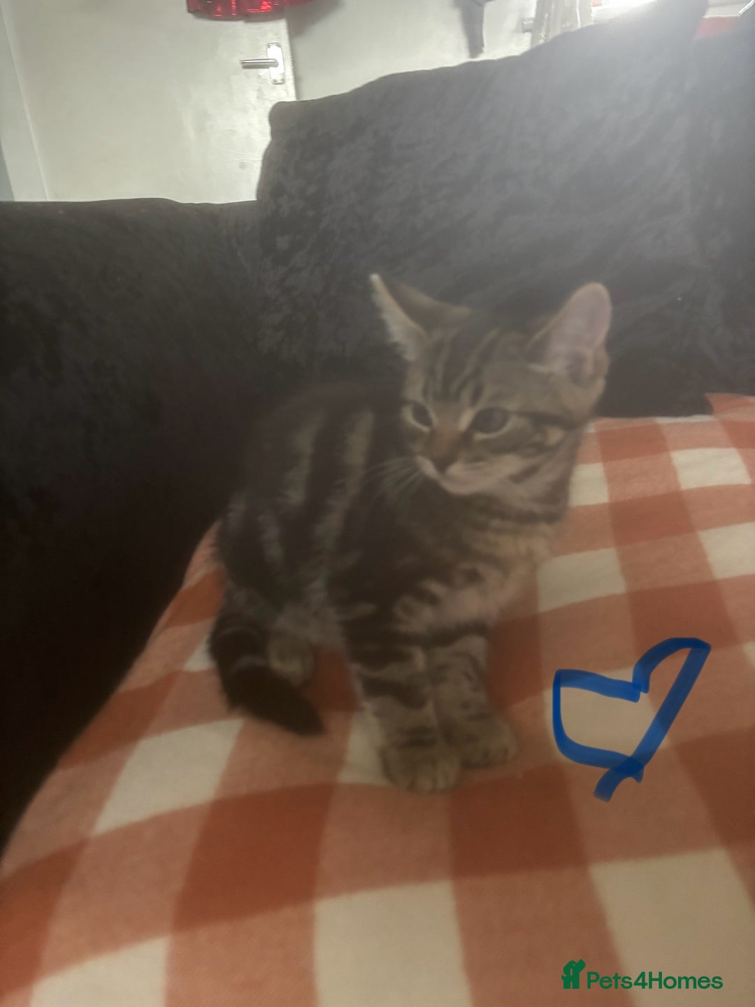 British Longhair cats for sale: British long hair x kittens ready to go - Image 7