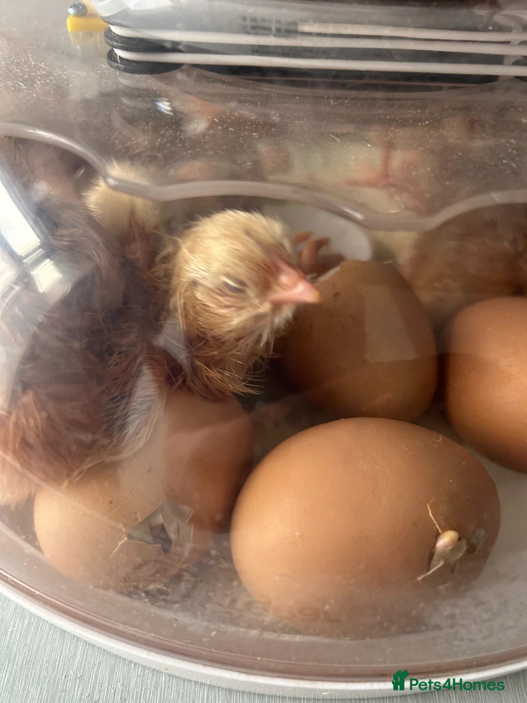Chickens poultry for sale: Rhode Island Red Chicks and fertile eggs - Advert 2