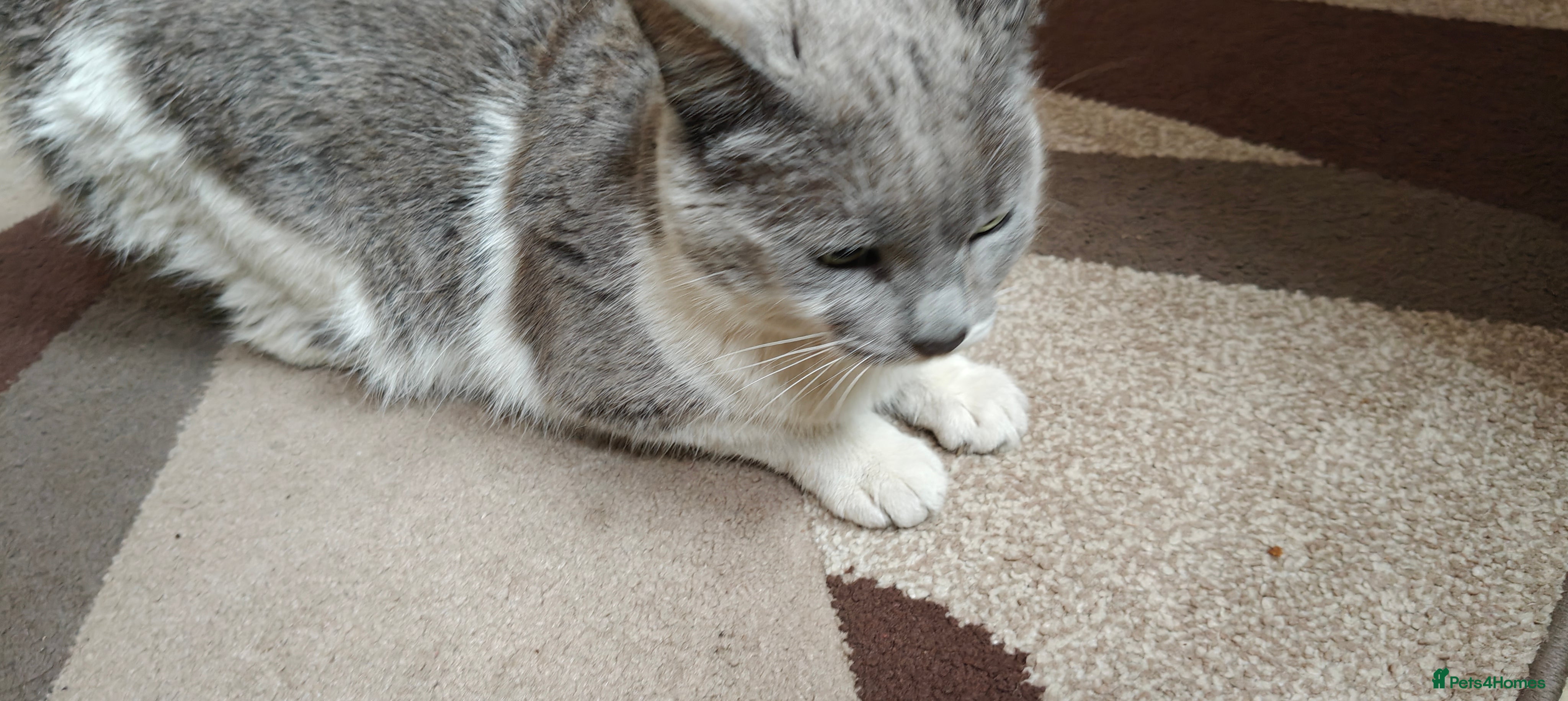 Mixed Breed cats Kitten for sale boy and girls  - Advert 2