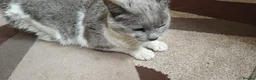 Mixed Breed cats for sale: Kitten for sale boy and girls  - Advert 1