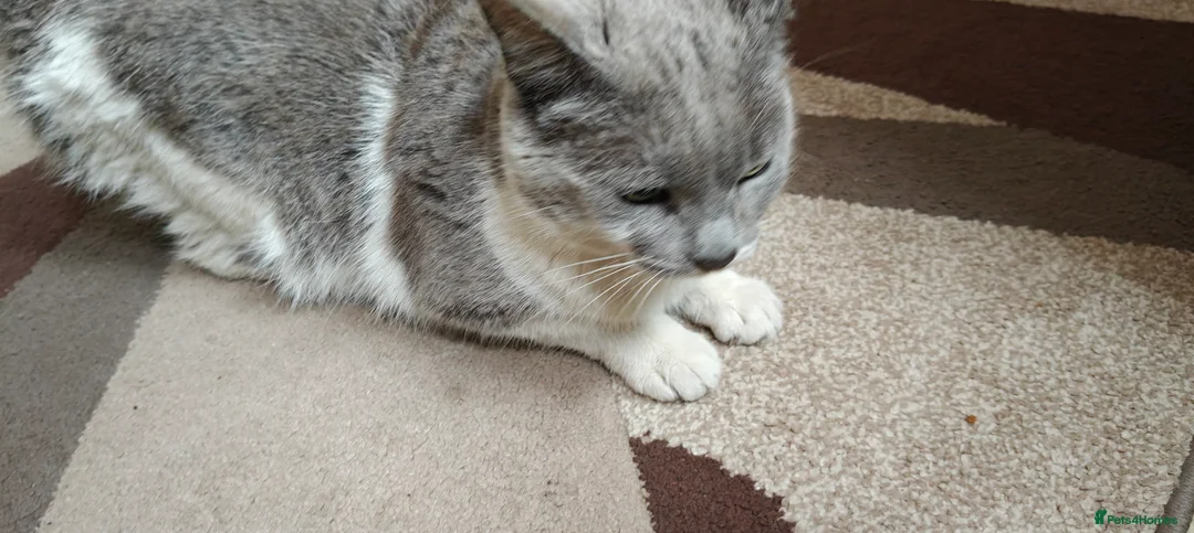 Mixed Breed cats for sale: Kitten for sale boy and girls  - Advert 1