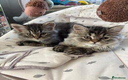 Persian cats for sale: Last Kitten Available! Persian silver black female - Image 25