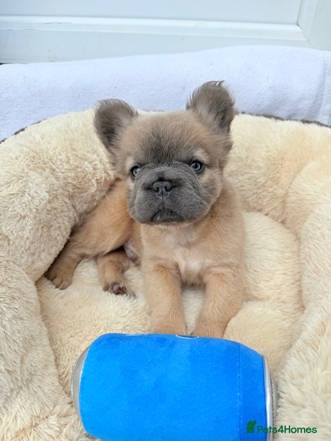 French Bulldog dogs for sale: Visual fluffy ** French bulldog puppies - Image 8