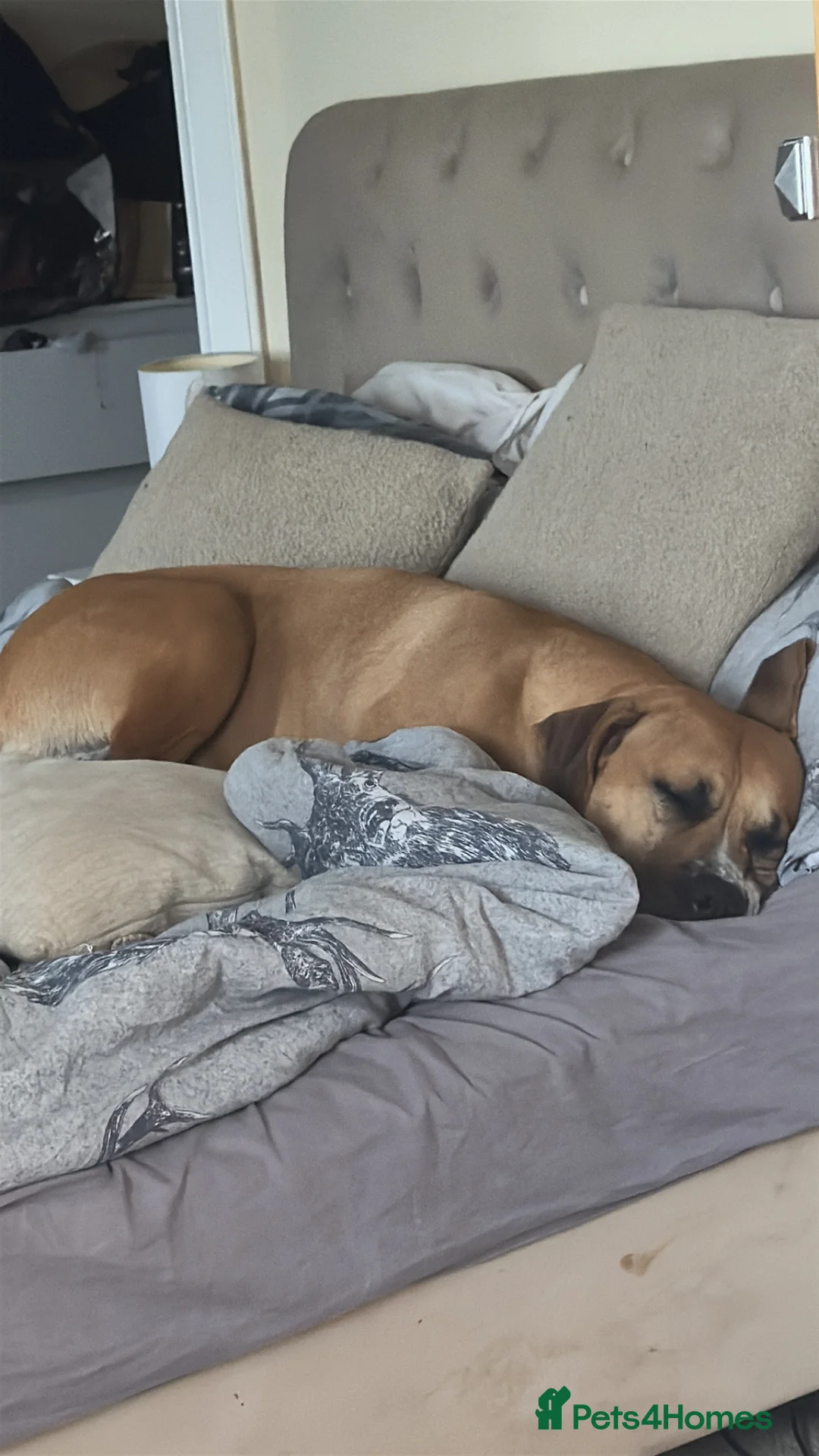 Presa Canario dogs for sale: Female Presa Canario  - Advert 2