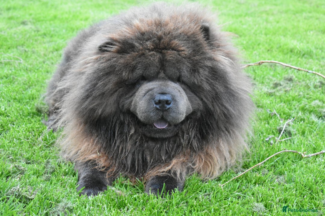 Chow Chow dogs for stud: Loki Blue Chow Chow for stud  in Ammanford - Advert 8