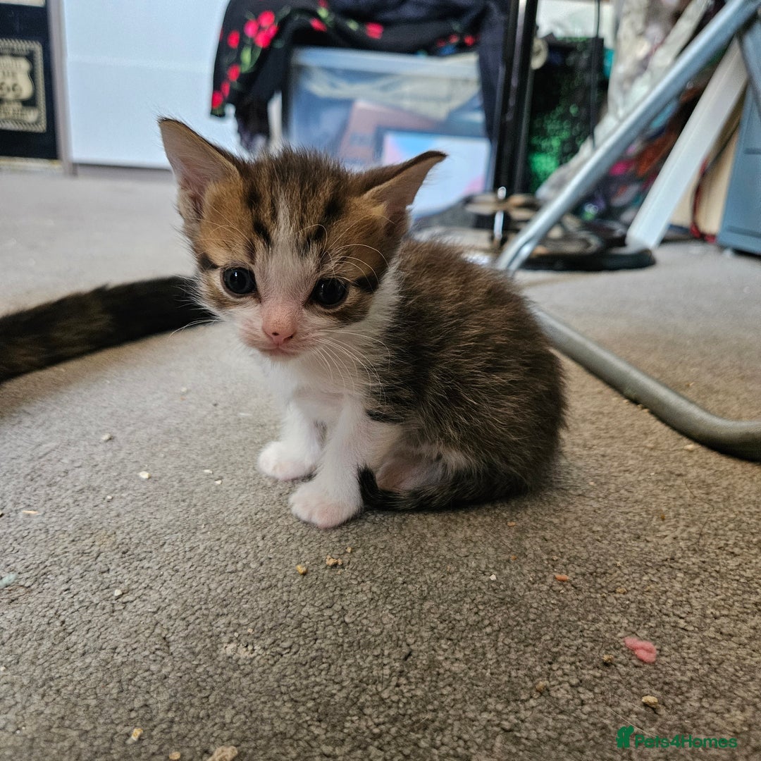 Domestic Shorthair cats for sale: 4 Gorgeous Kittens  - Image 7