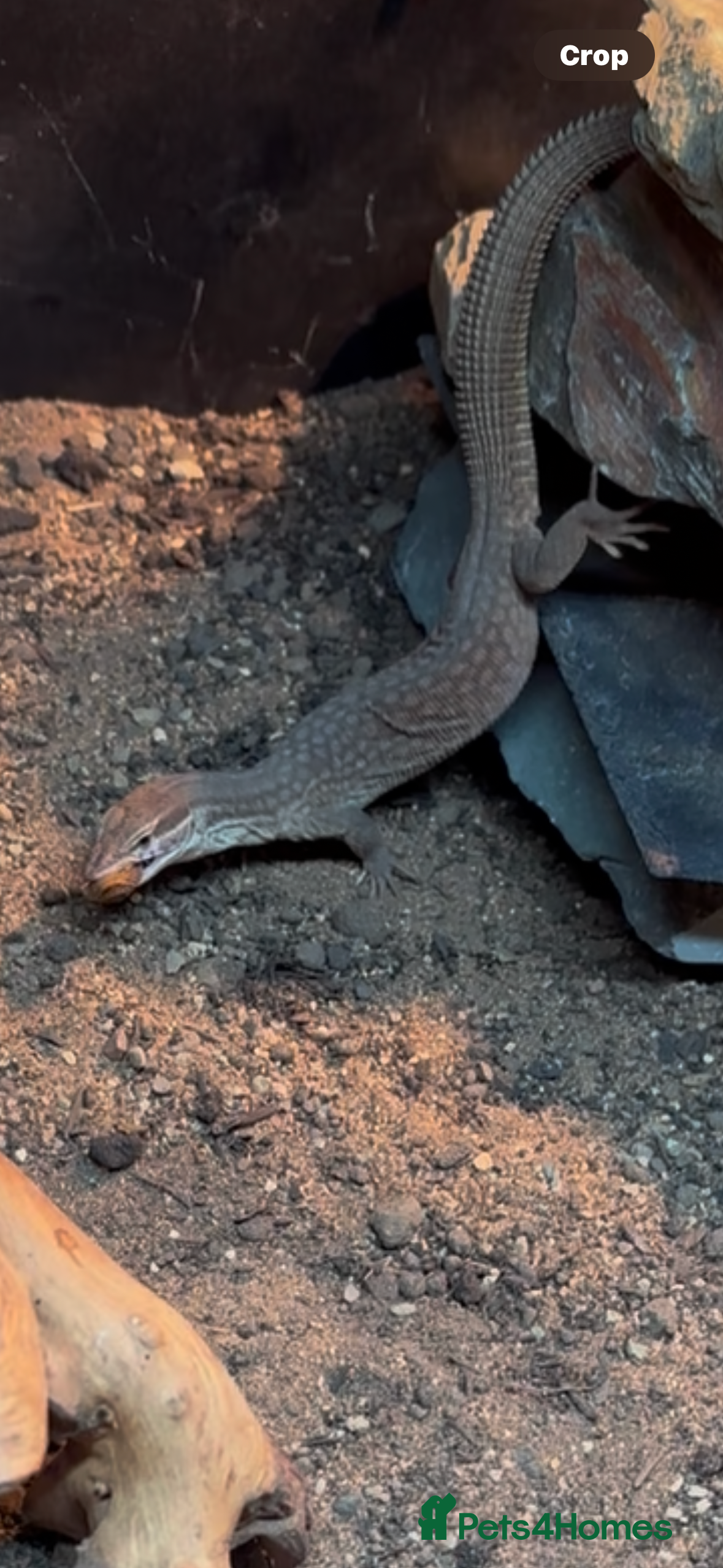 Monitor reptiles Red Ackie  - Advert 5