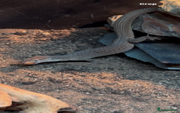 Monitor reptiles for sale: Red Ackie  - Advert 1