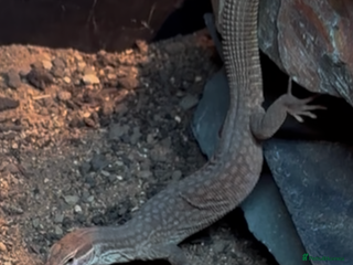 Monitor reptiles Red Ackie - Advert 5