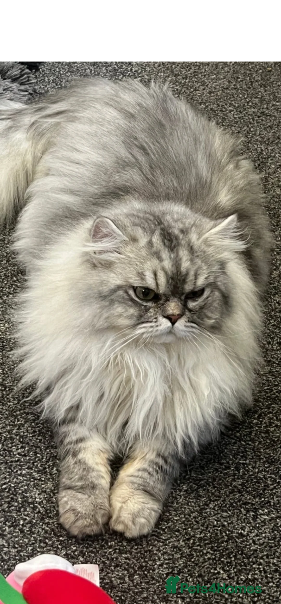 Persian cats for sale: Persian kittens for reserve🖤 - Advert 3