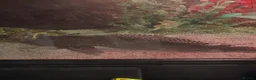 Catfish fish for sale: Plec for good home - Advert 4