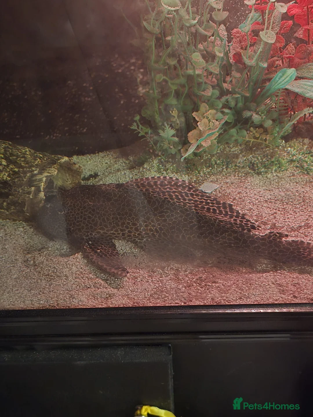 Catfish fish for sale: Plec for good home - Advert 4