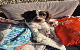 English Springer Spaniel dogs for sale: Springer Beautiful Spaniel Pup Ready Now  - Image 1