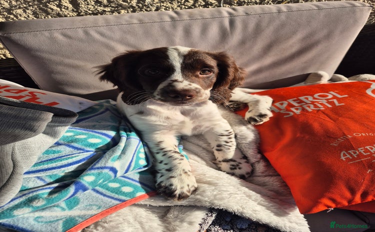 English Springer Spaniel dogs - Advert 1