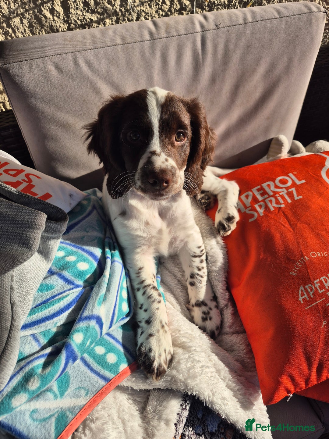 English Springer Spaniel dogs for sale: Springer Beautiful Spaniel Pup Ready Now  - Image 1