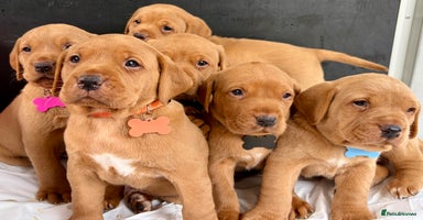 Labrador Retriever dogs - Advert 13
