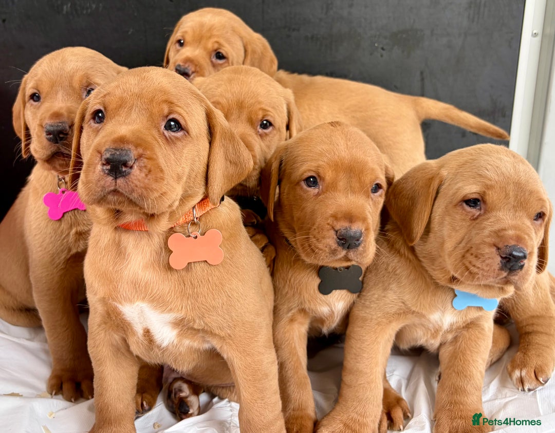 Labrador Retriever dogs for sale: Kc fox red Labrador puppies ready this weekend - Image 3
