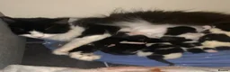 Domestic Shorthair cats for sale: Kitten - Advert 1