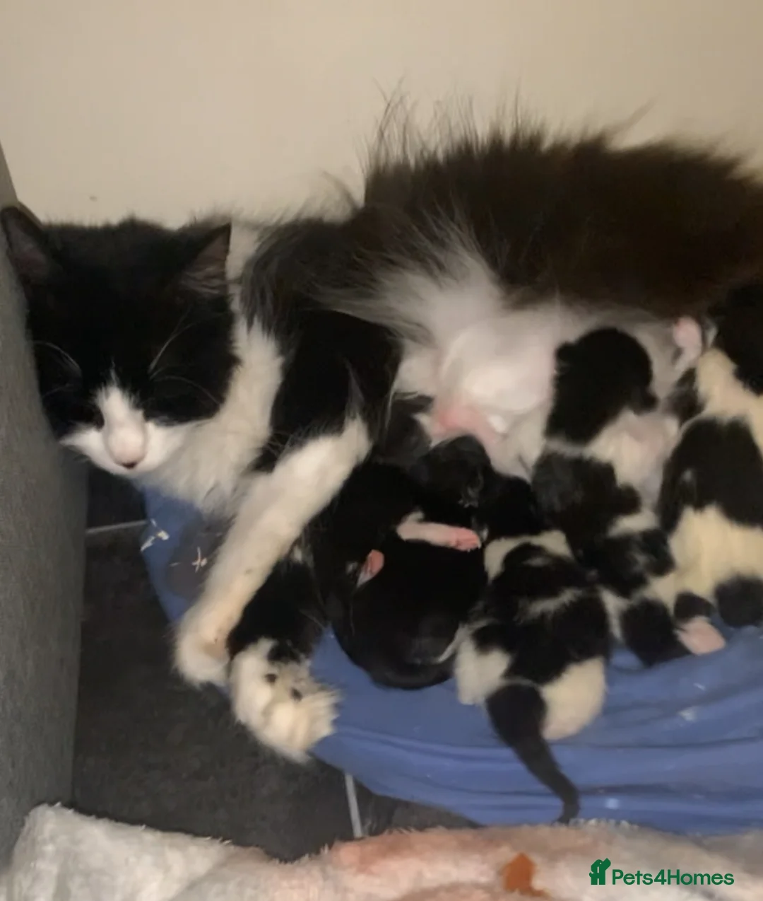 Domestic Shorthair cats for sale: Kitten - Advert 1