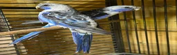 Mixed Breed birds for sale: Variety of rosellas & conure - Advert 5