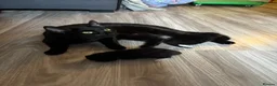 Domestic Shorthair cats for sale: Kitten for sale - Advert 2